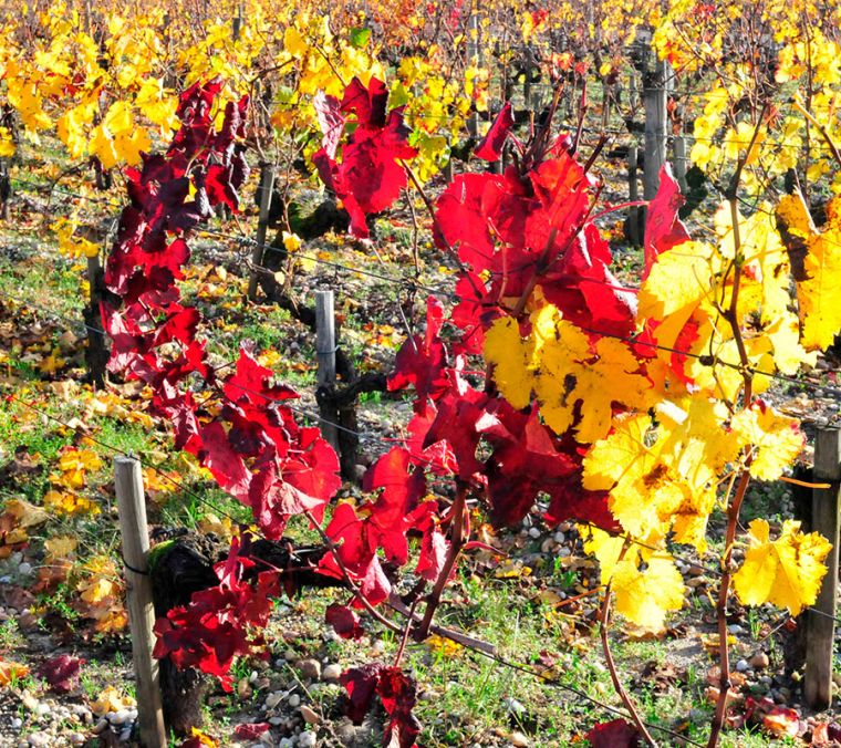 тур в Гасконь, тур в Арманьяк, Арманьячный тур